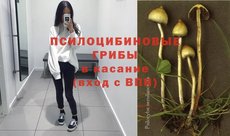 Галлюциногенные грибы Psilocybe  Дрезна 